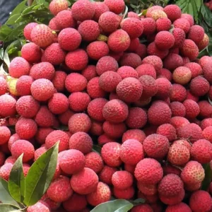 মাদ্রা‌জি লিচু