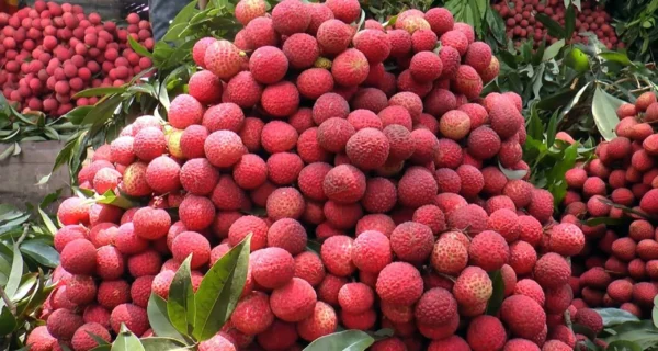 মাদ্রা‌জি লিচু