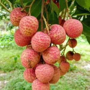 বেদানা লিচু
